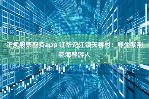 正规股票配资app 江华沱江镇天桥村：野生紫荆花海醉游人